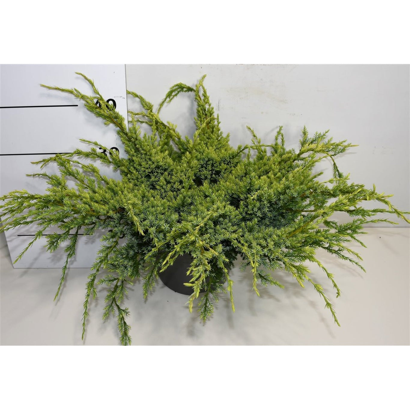 Himalaya-en – Juniperus squamata 'Holger' - C7.5 50-60 cm.