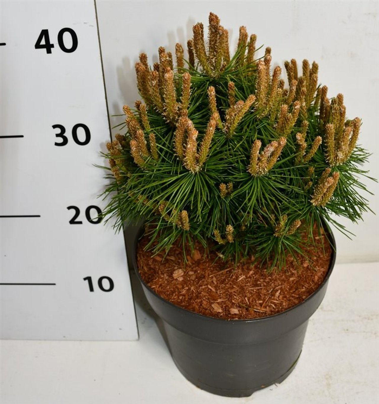 Bergtall – Pinus mugo &