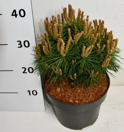 Bergtall – Pinus mugo &