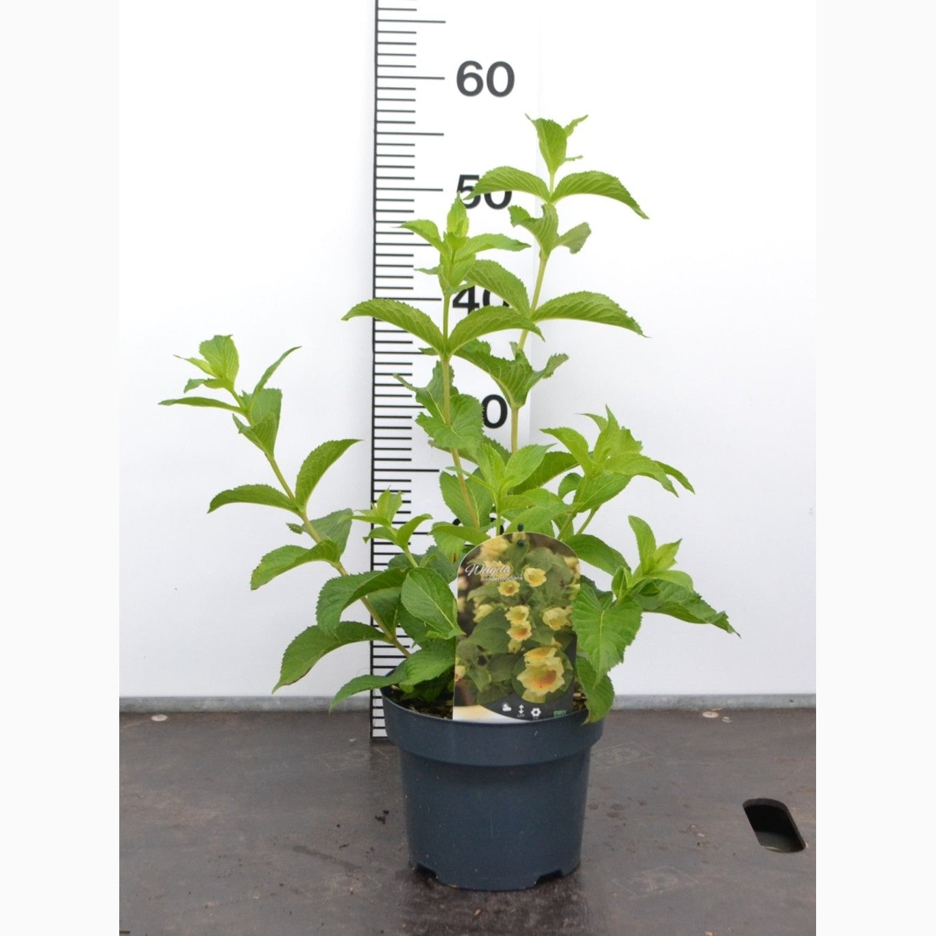 Praktweigela – Weigela middendorffiana - C3 20-40 CM