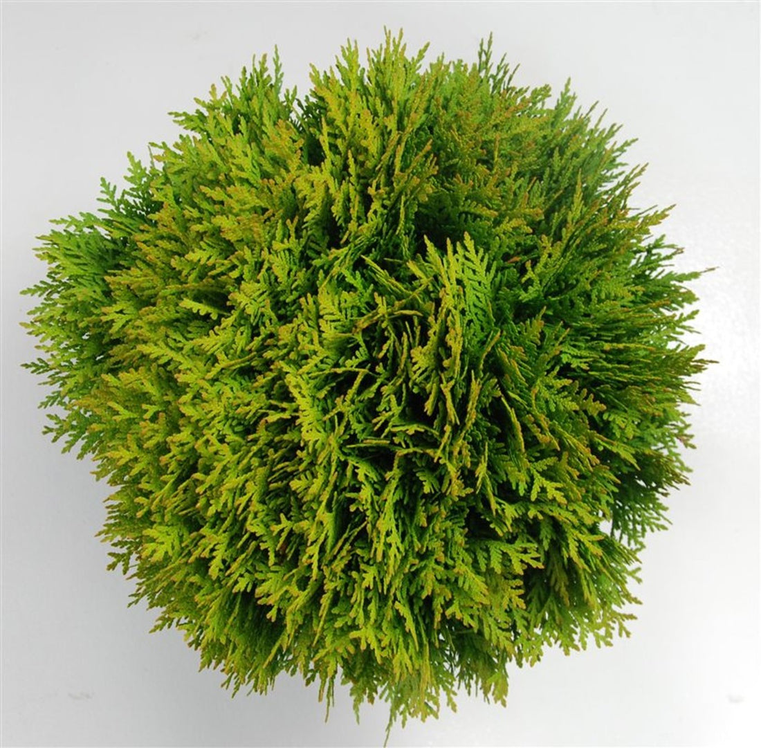 Thuja – Thuja occidentalis &