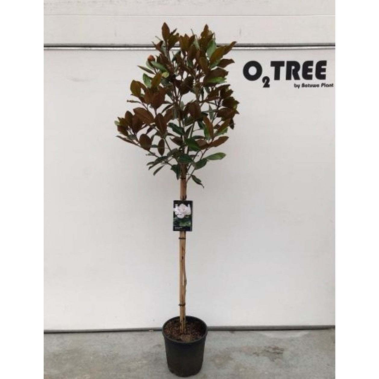 Magnolia – Magnolia grandiflora 'Little Gem' - 100 CM Stem C10