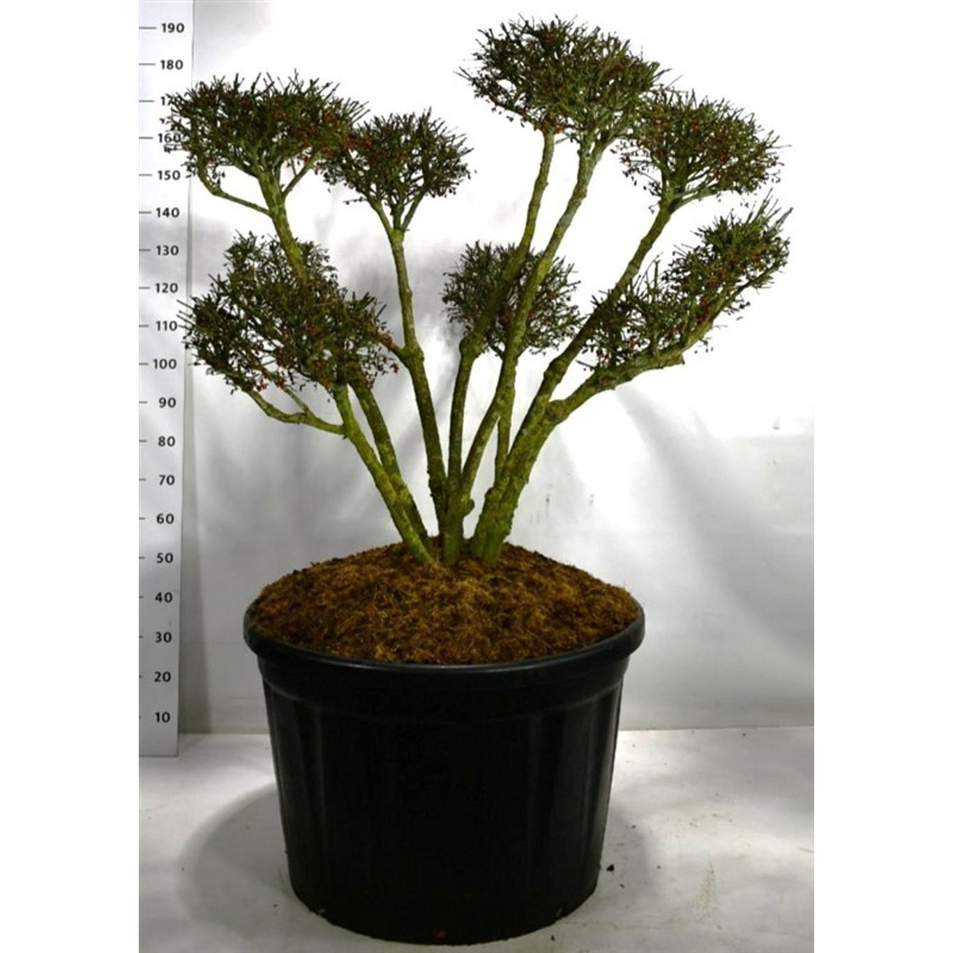 Vingbenved – Euonymus alatus 'Compactus' - 100-125 CM Bonsai Cont.