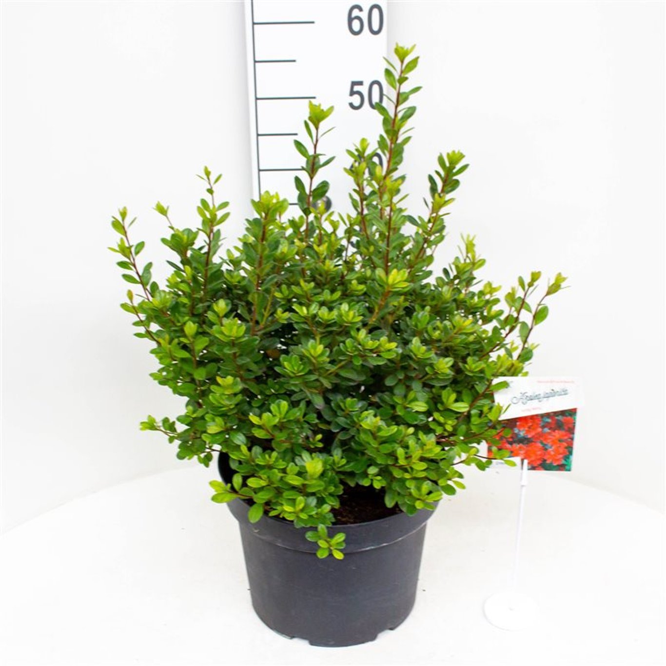 Rhododendron – Rhododendron (AJ); 'Addy Wery' - C10 40-50 CM