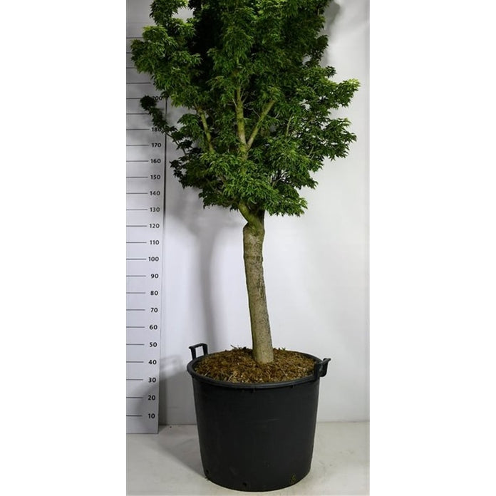 Japansk lönn – Acer palmatum 'Shishigashira' - C130 20-25 cm. Halfstam