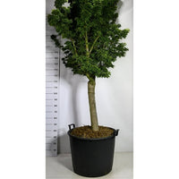 Japansk lönn – Acer palmatum 'Shishigashira' - C130 20-25 cm. Halfstam