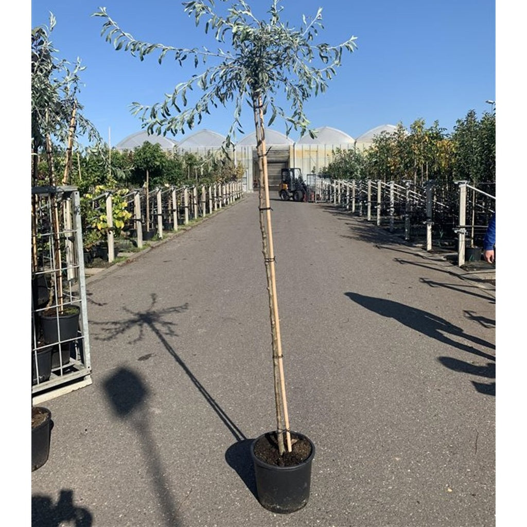 Smalbladigt päron – Pyrus salicifolia 'Pendula' - C200 8/10  200 CM Stem