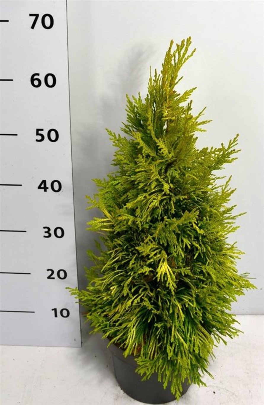 Thuja – Thuja plicata &