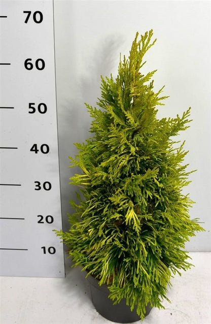 Thuja – Thuja plicata &
