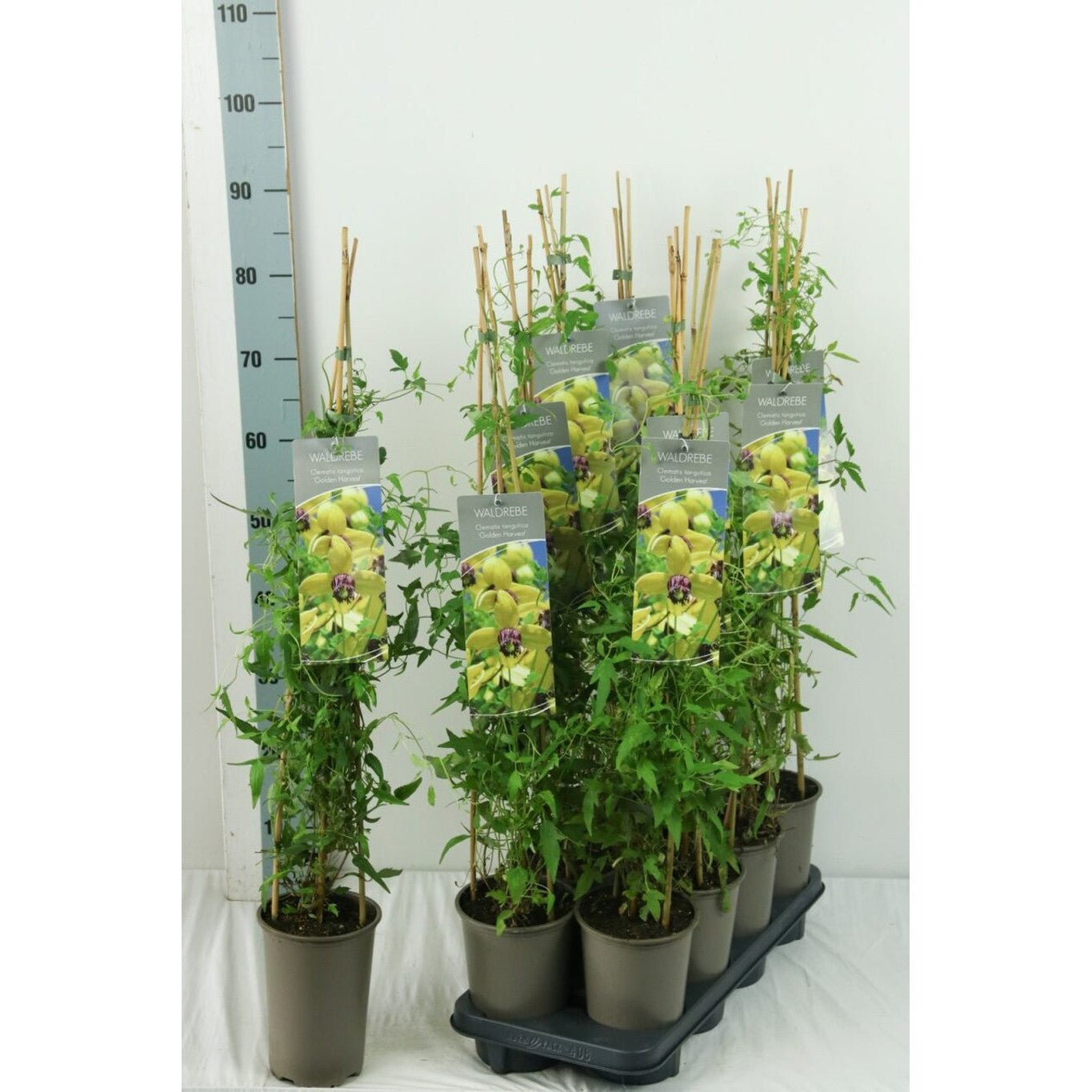 Klematis – Clematis 'Golden Harvest' - C2 60-80 CM Stick