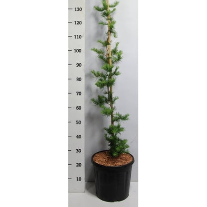 Japansk lärk – Larix kaempferi 'Diana' - C13 100-125 cm. Gestokt