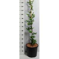 Japansk lärk – Larix kaempferi 'Diana' - C13 100-125 cm. Gestokt
