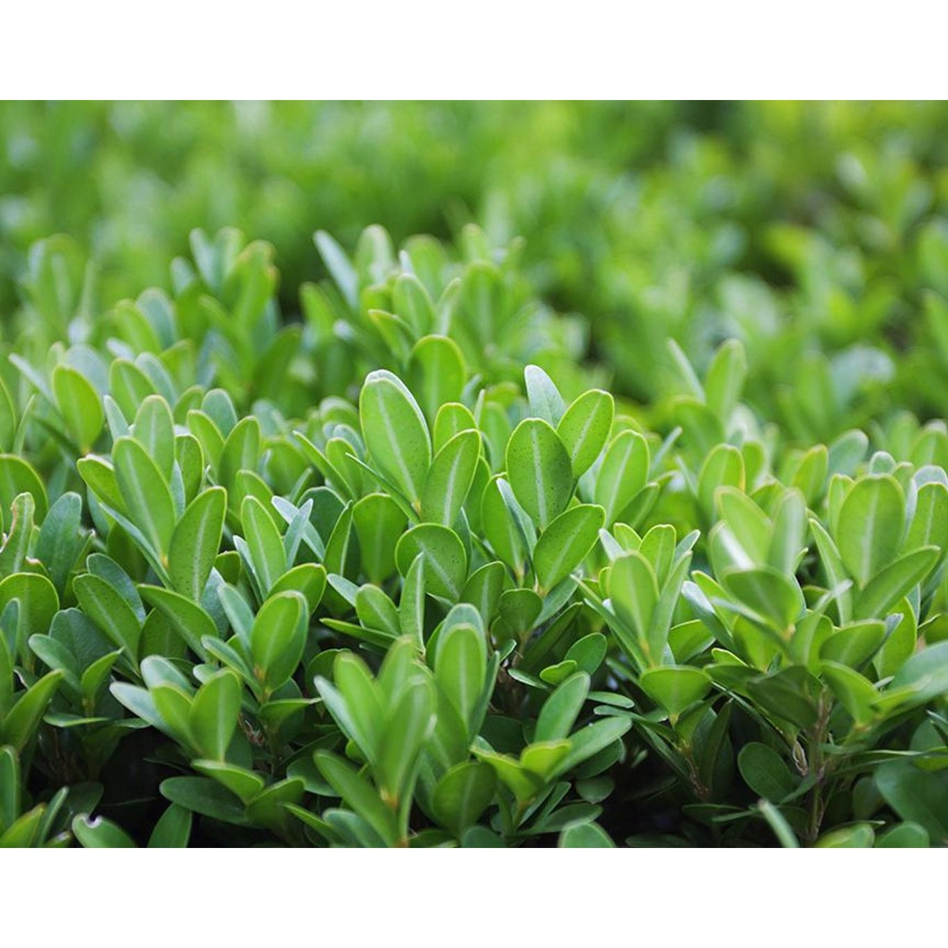Buxbom – Buxus sempervirens - 20-30 CM bare root 1/1