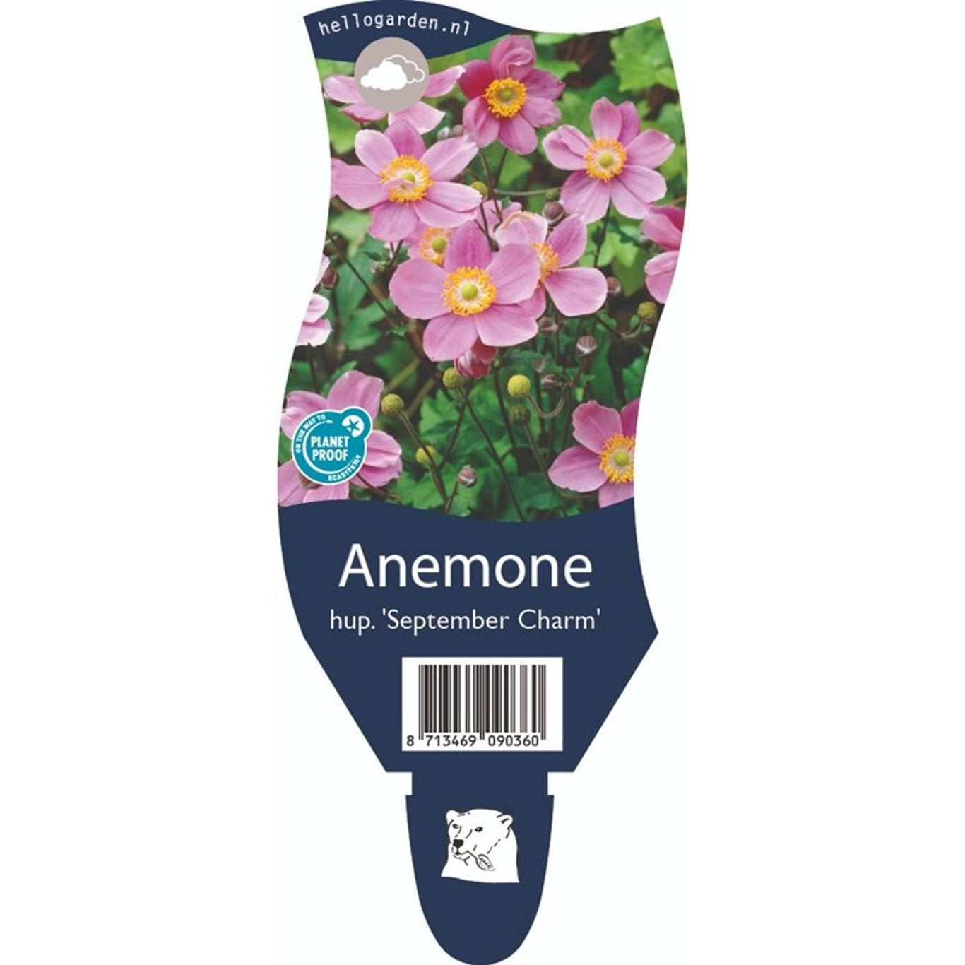 Anemon – Anemone h. 'September Charm' - P11
