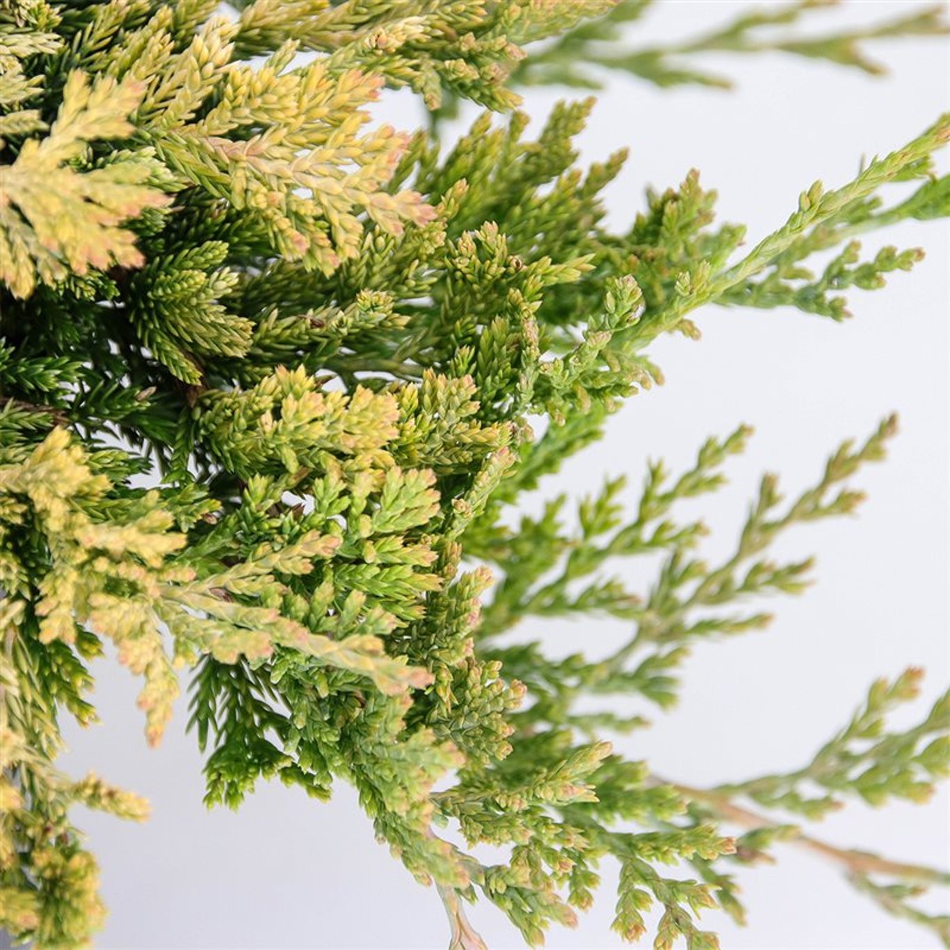 Kryp-en – Juniperus horizontalis 'Golden Carpet' - C3 20-25 CM