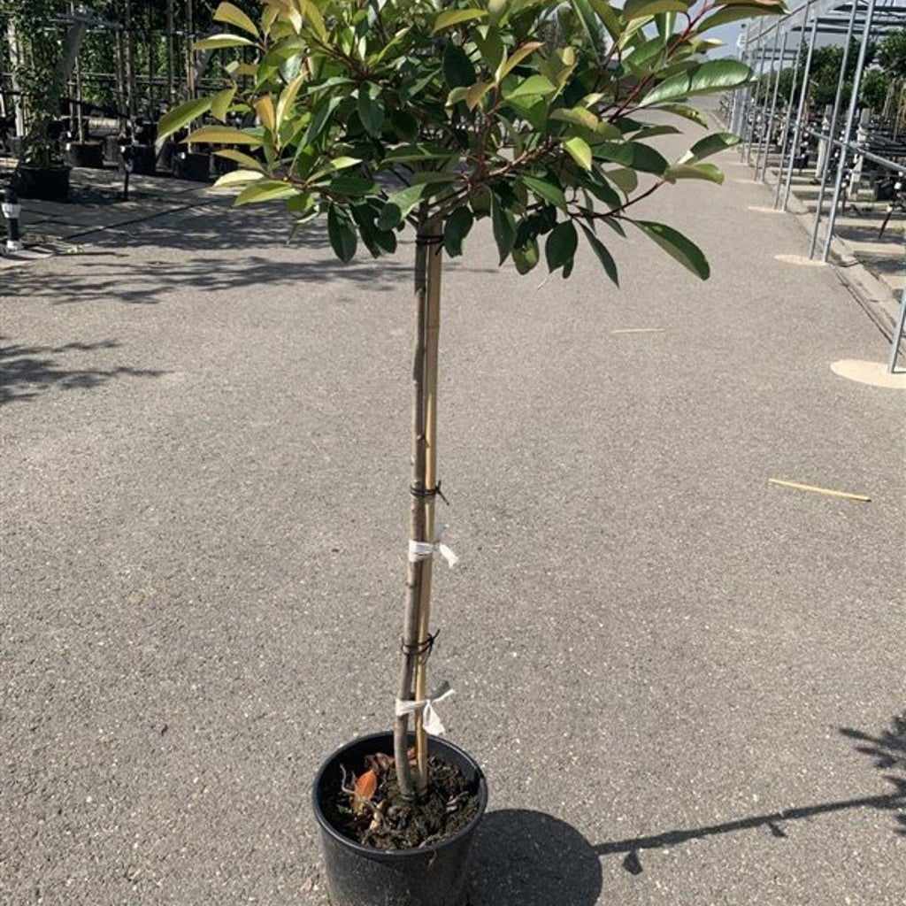 Fotinia – Photinia fraseri 'Red Robin' - C500 12/14  180 CM Stem