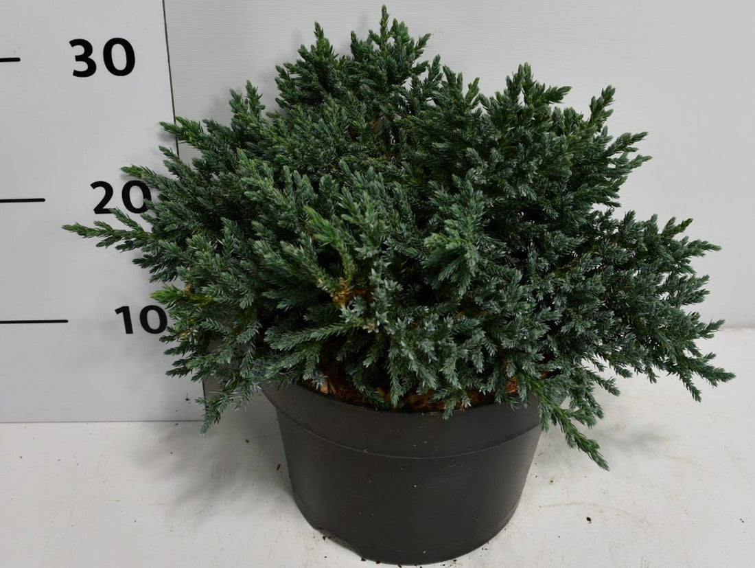 Himalaya-en – Juniperus squamata &