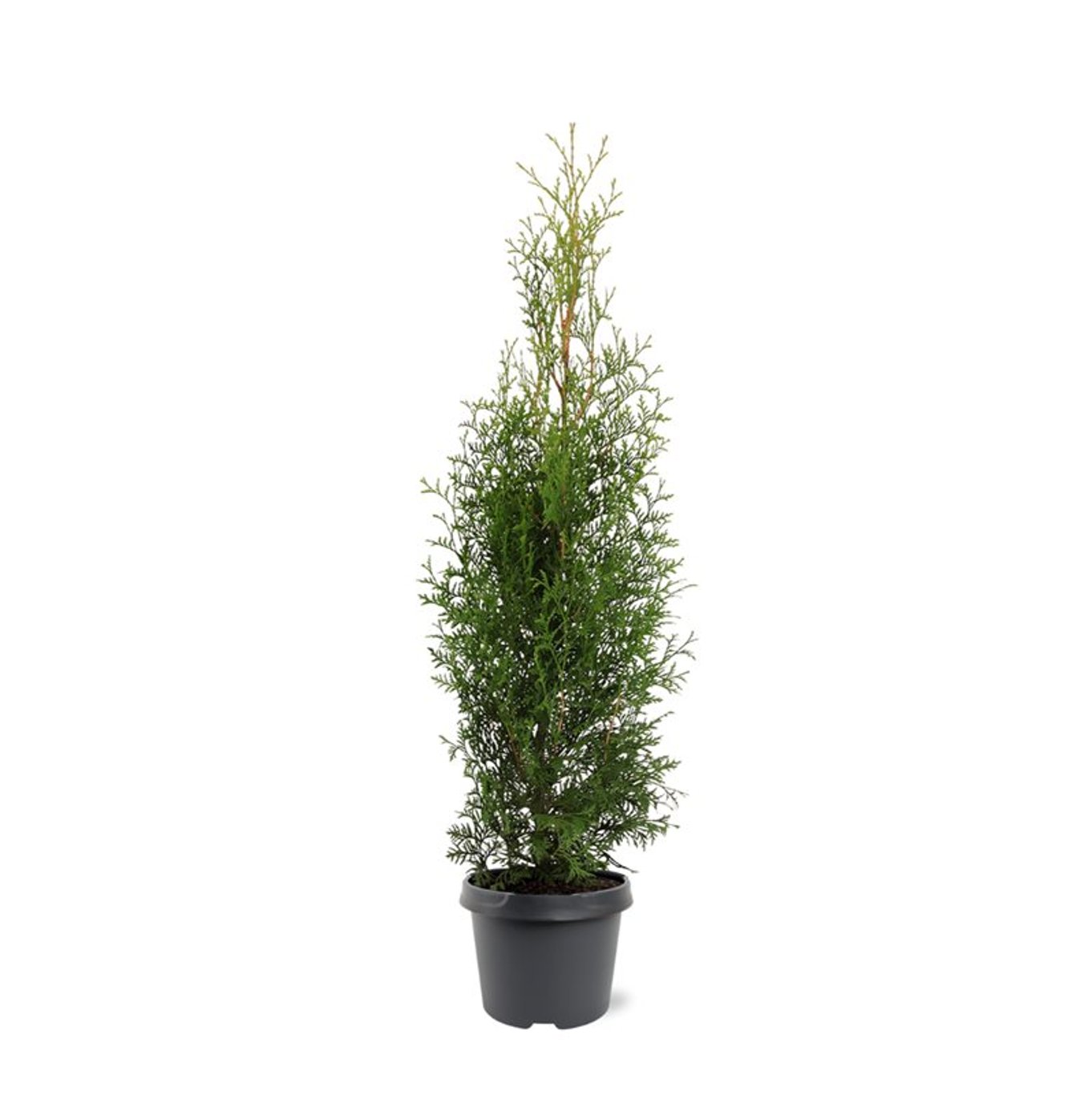 Thuja – Thuja occidentalis 'King of Brabant' - C3 60-80 CM
