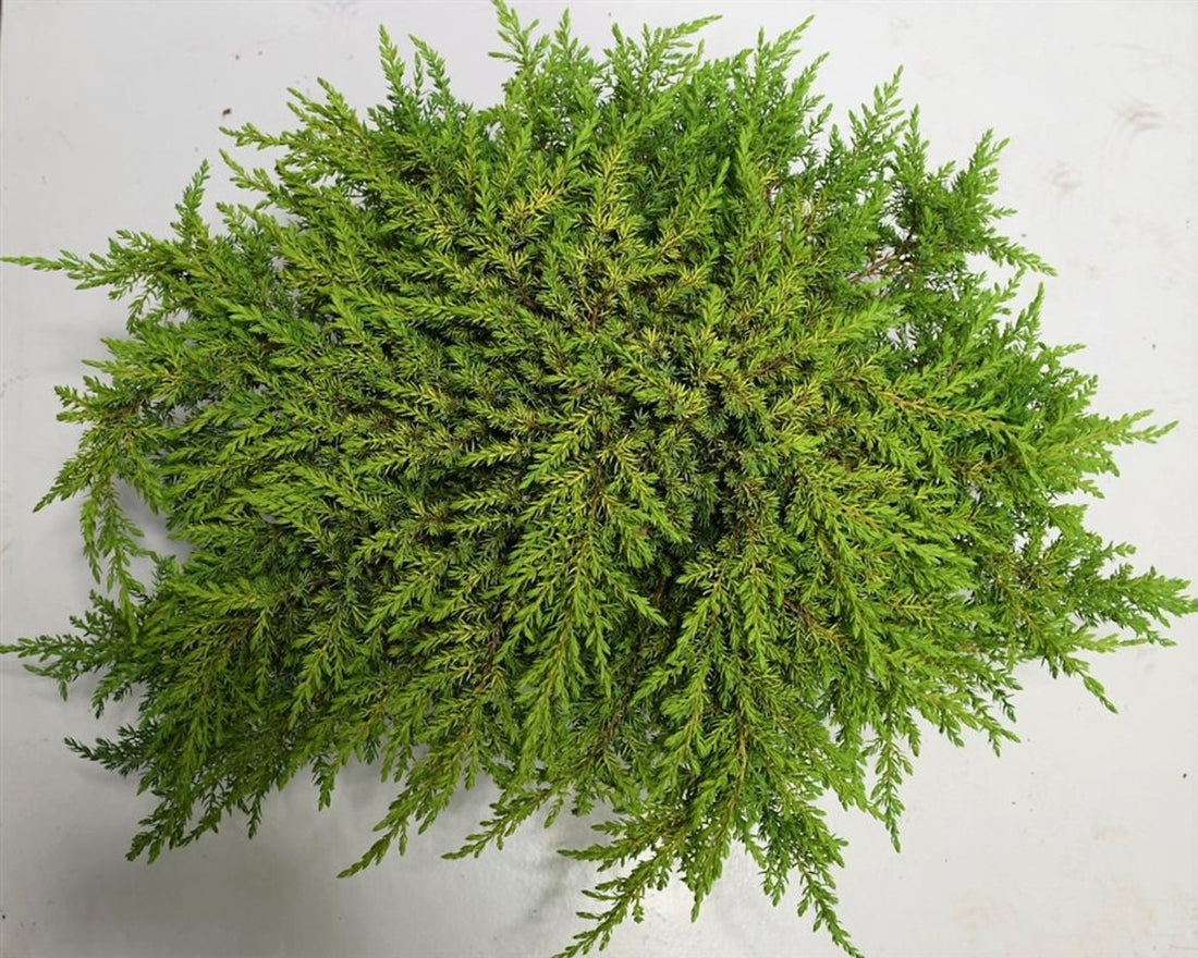 En – Juniperus communis &