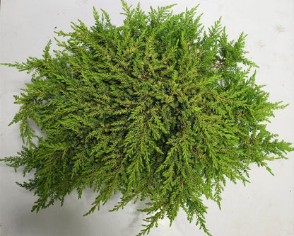 En – Juniperus communis &