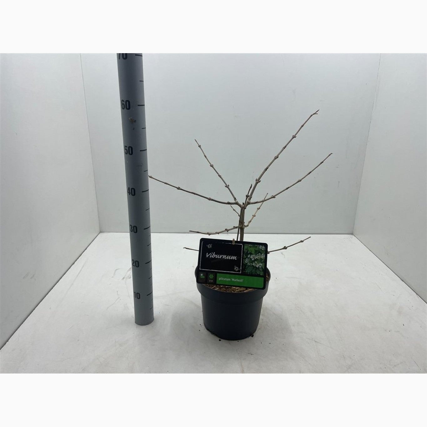 Japanskt olvon – Viburnum plicatum 'Mariesii' - C4