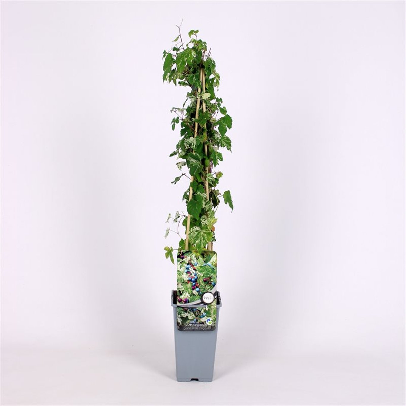 Klättervin – Ampelopsis glandulosa 'Elegans' - C2 70/+ CM