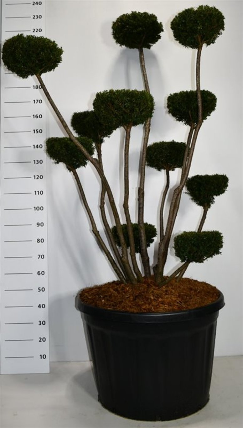 Hybrididegran – Taxus media &