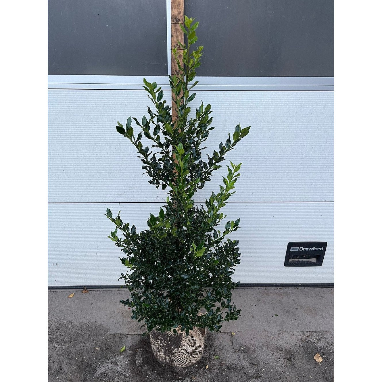 Blå järnek – Ilex meservae 'Magical Amore Rosso' - 120-140 CM RB