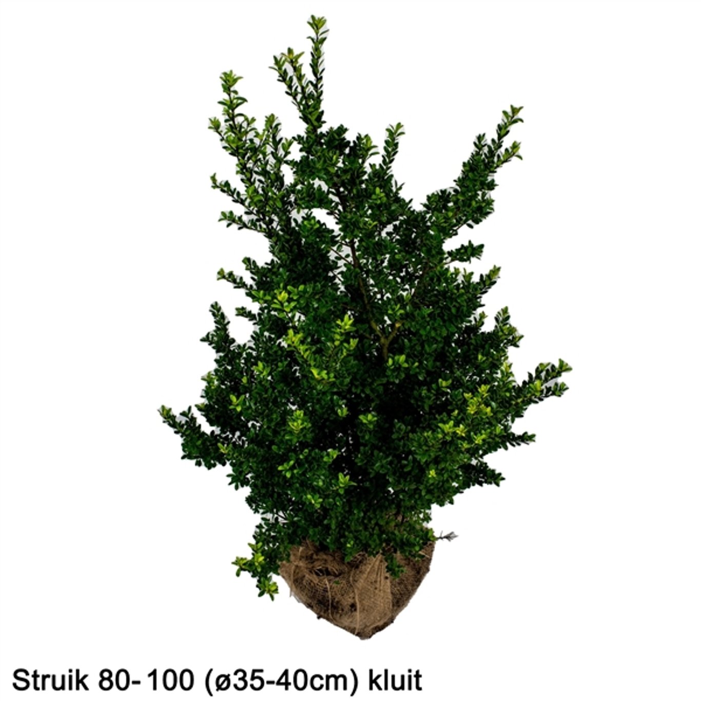 Japansk järnek – Ilex crenata 'Dark Green'® - 80-100 CM RB