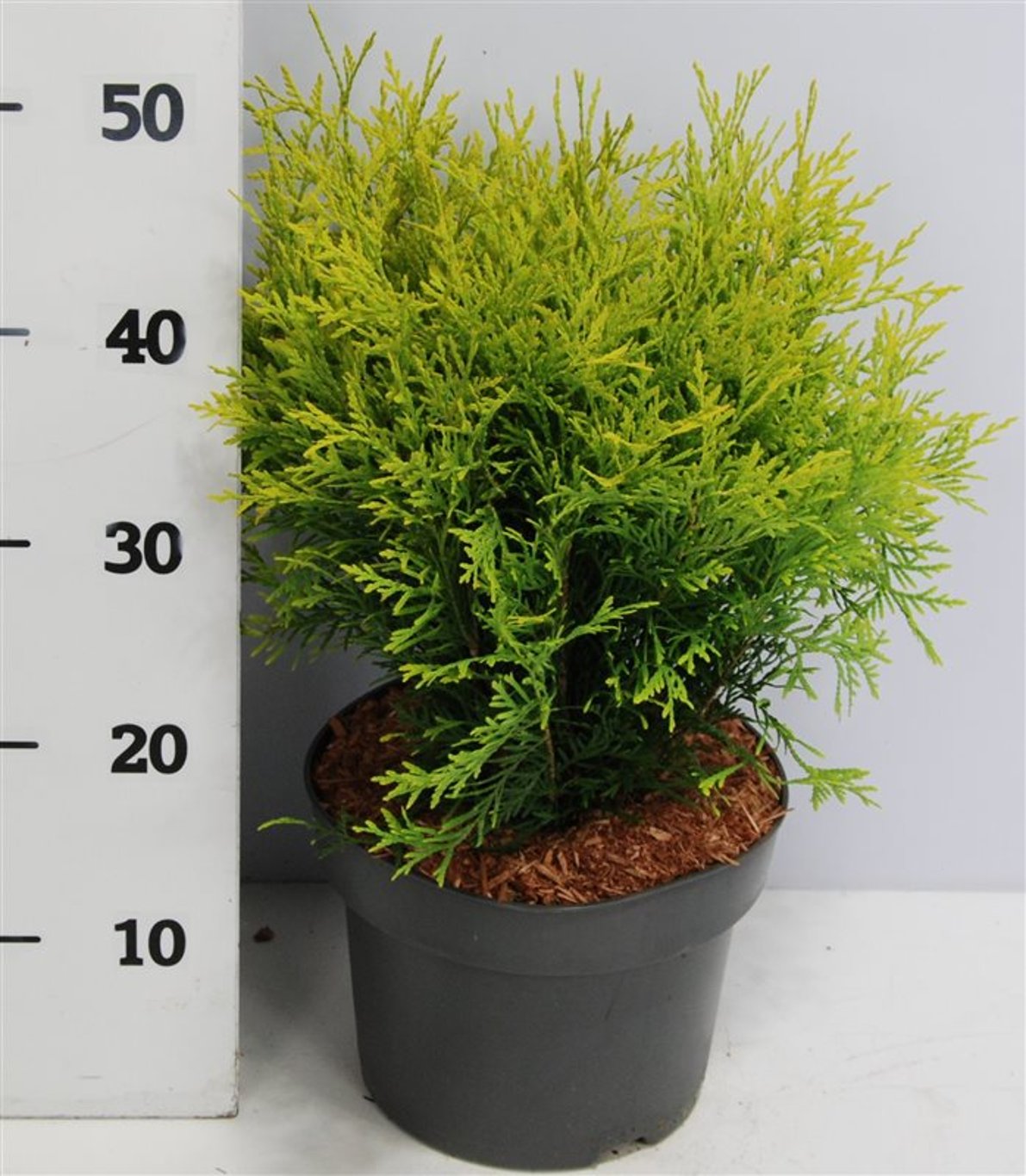 Thuja – Thuja occidentalis 'Golden Globe' - C7.5 30-40 cm.