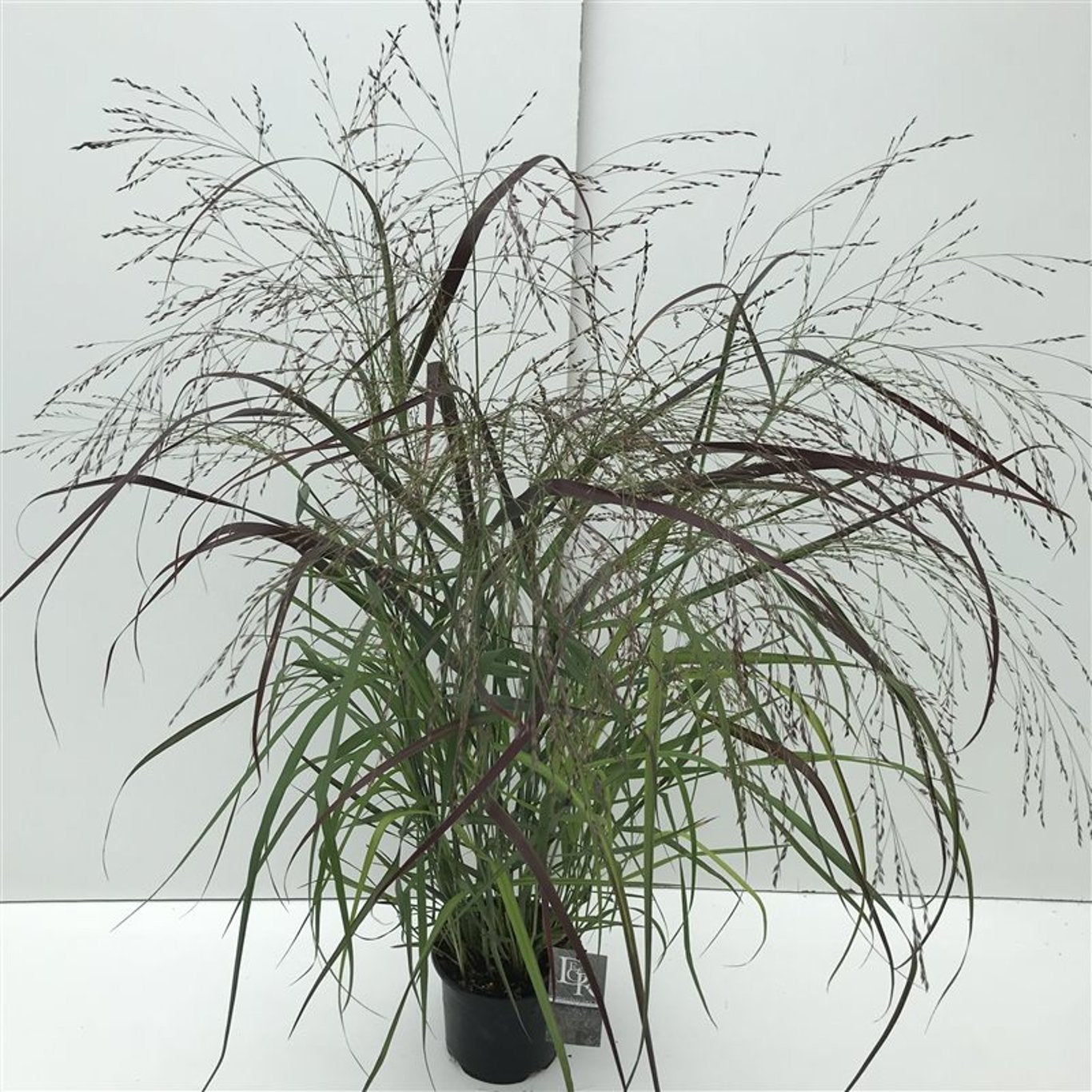 Präriestarr – Panicum virgatum 'Squaw' - C3