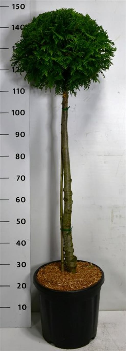 Thuja – Thuja occidentalis 'Brabant' - C18 80-90 cm. Stam