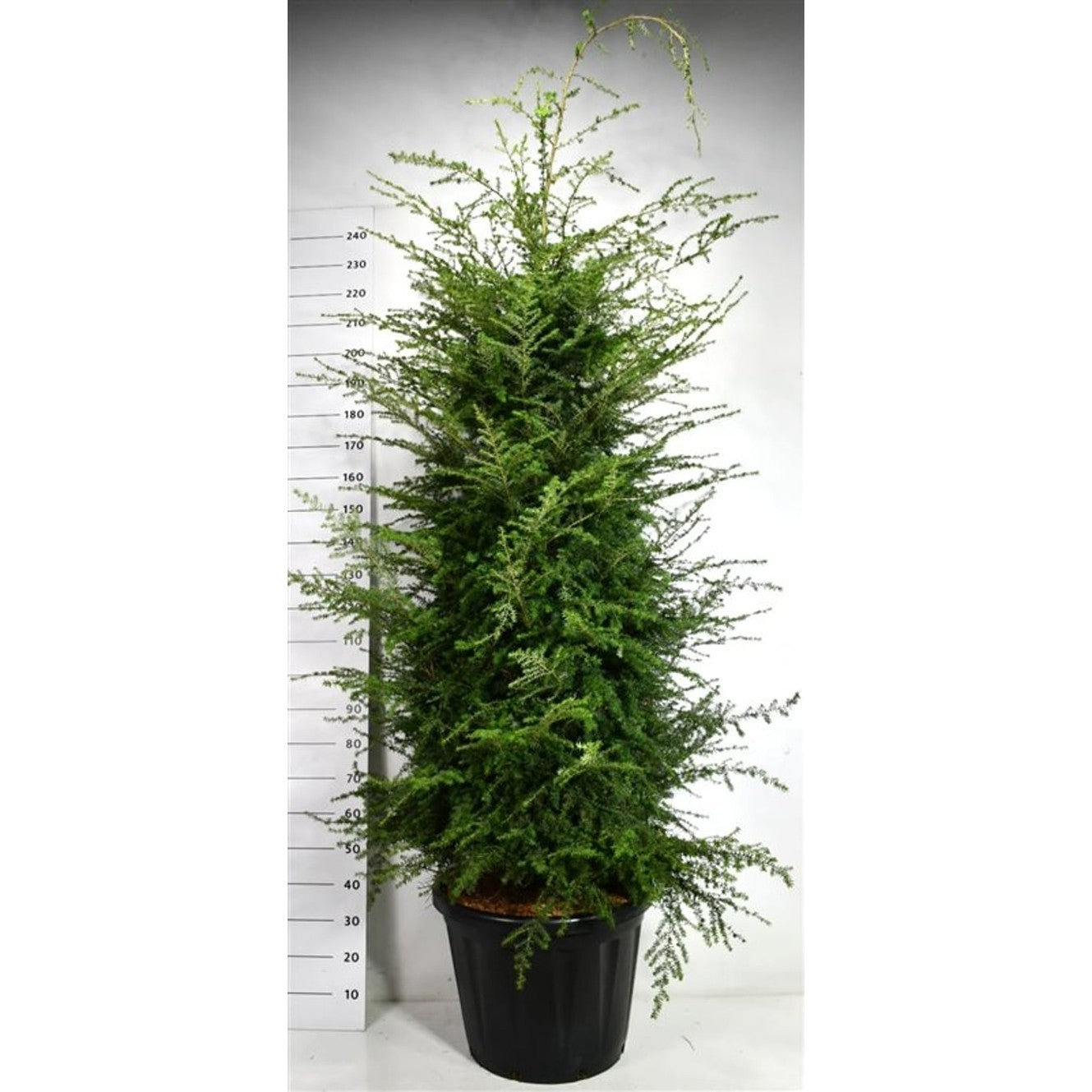 - C80 200-225 cm.