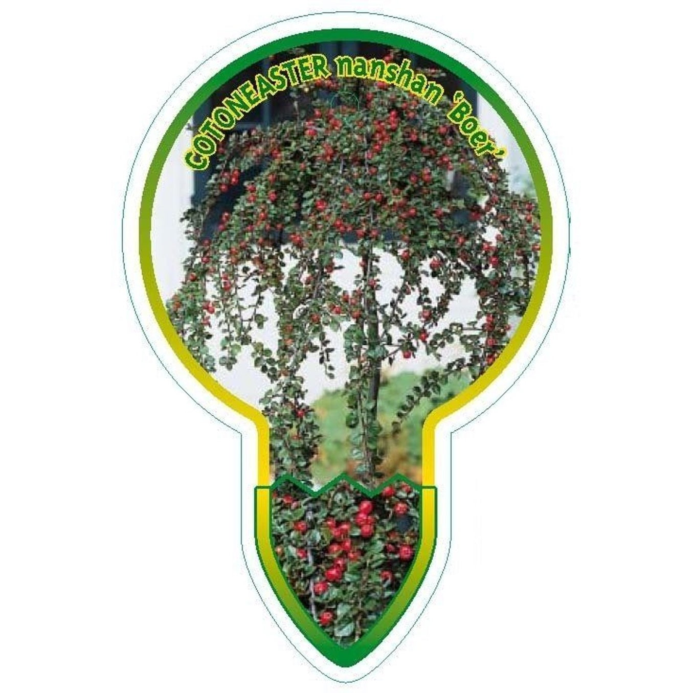 Krypoxbär – Cotoneaster nanshan 'Boer' - 80 CM Stem C5
