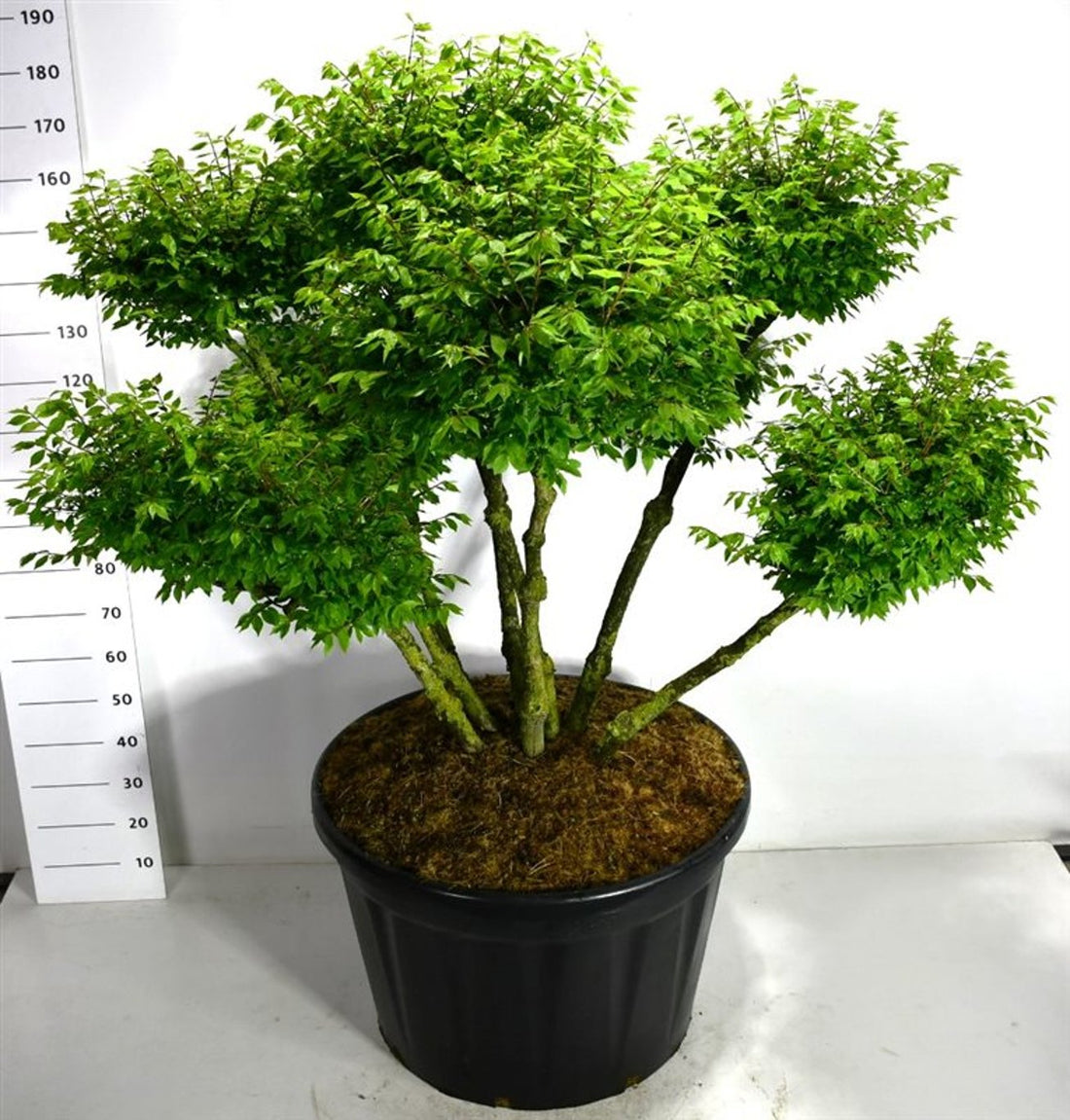 Vingbenved – Euonymus alatus &