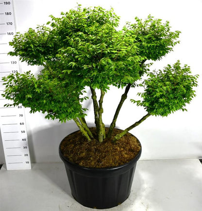 Vingbenved – Euonymus alatus &