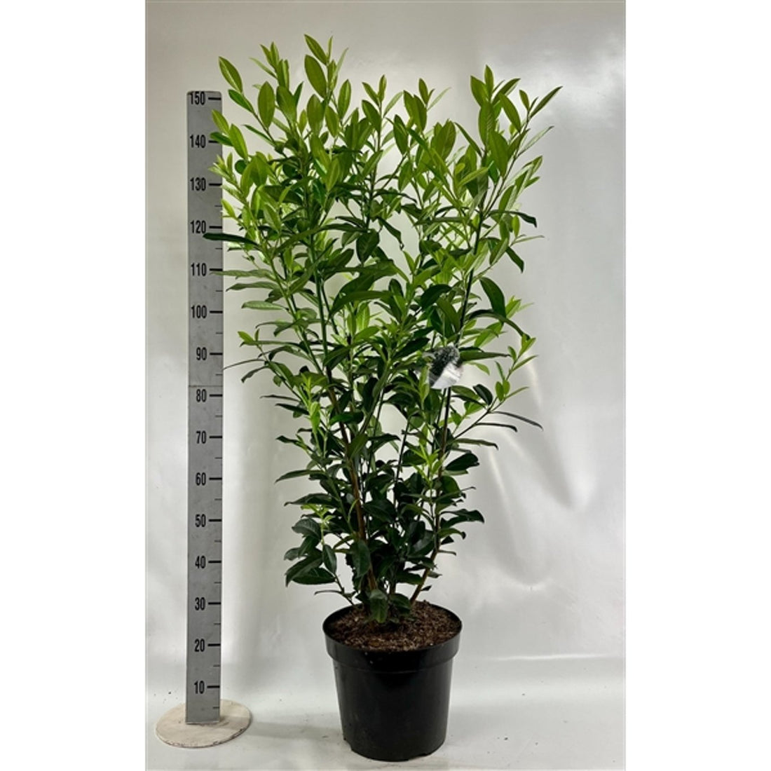 Lagerhägg – Prunus laurocerasus &