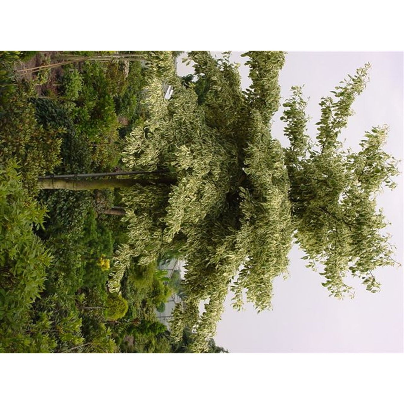 Pagodkornell – Cornus controversa - 14/16 RB