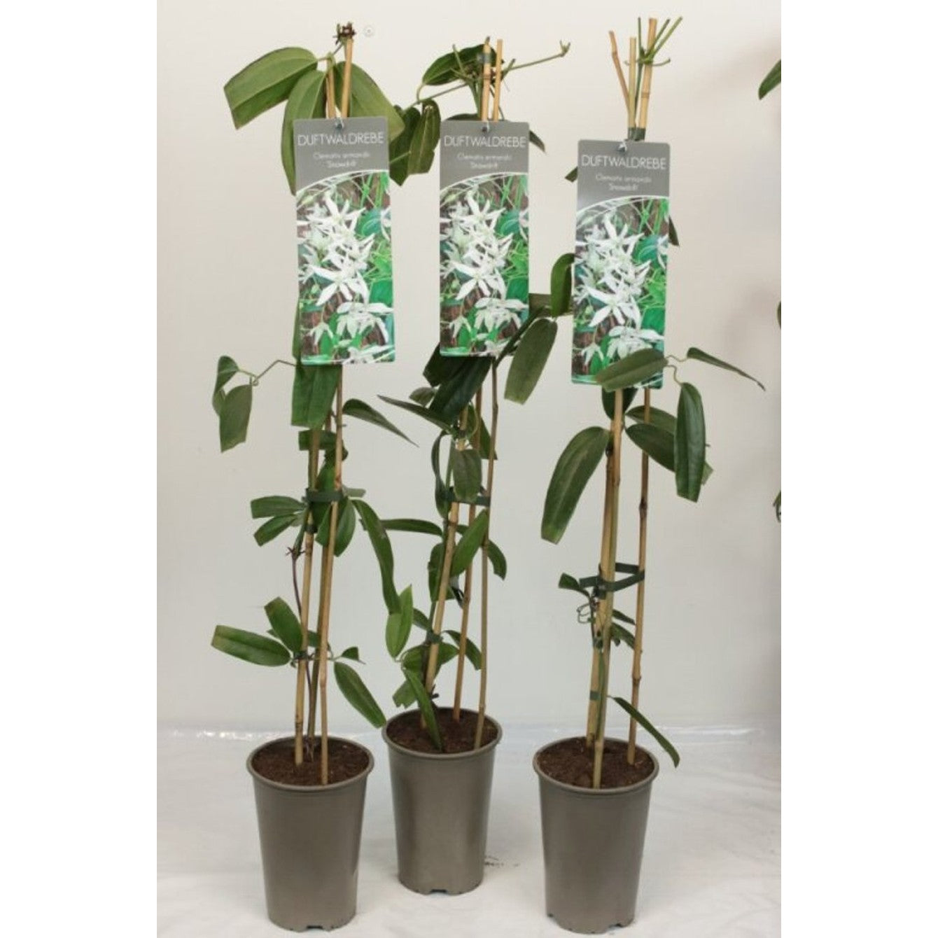 Klematis – Clematis armandii 'Snowdrift' - C2 60-80 CM Stick