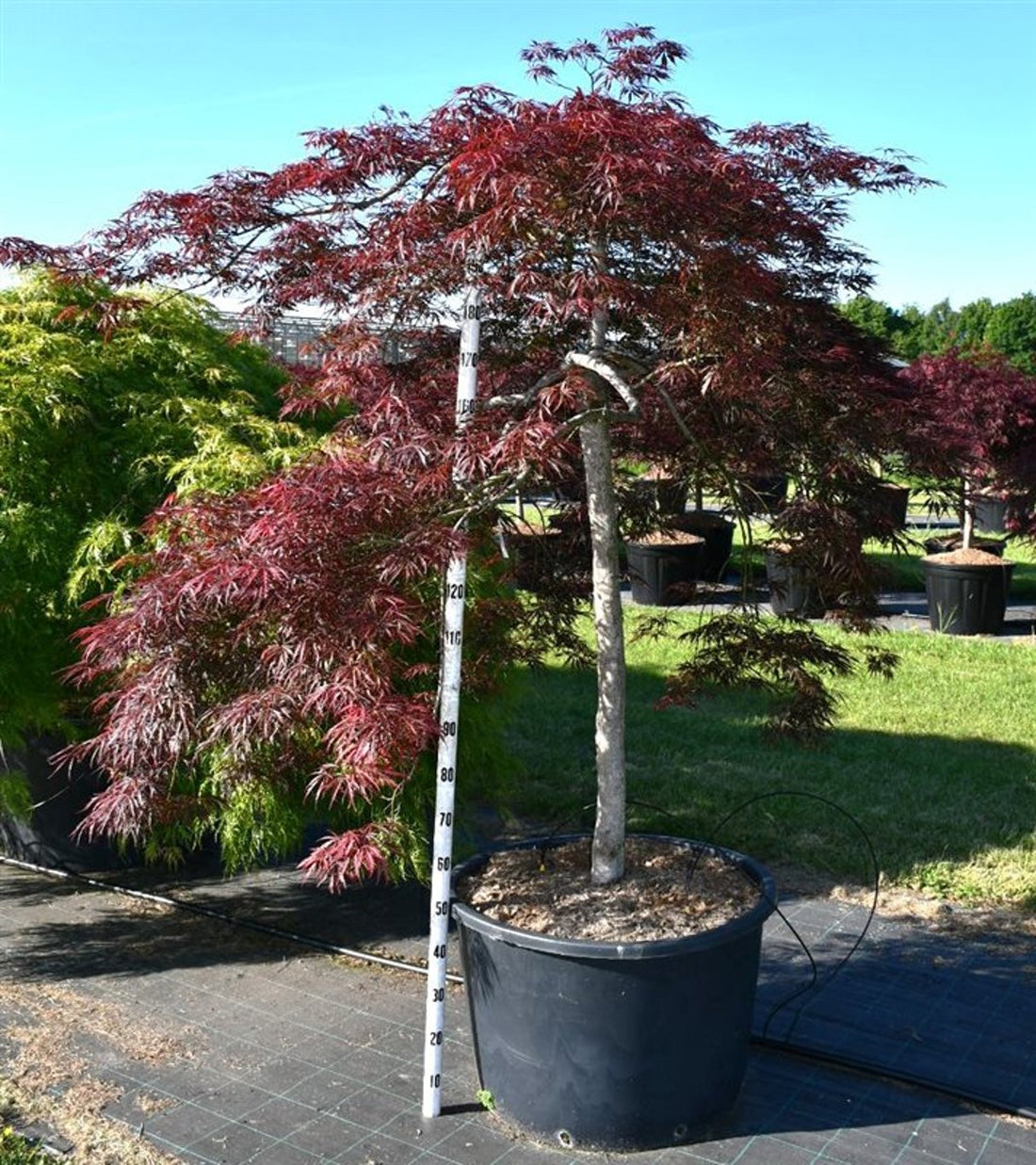 Japansk lönn – Acer palmatum &