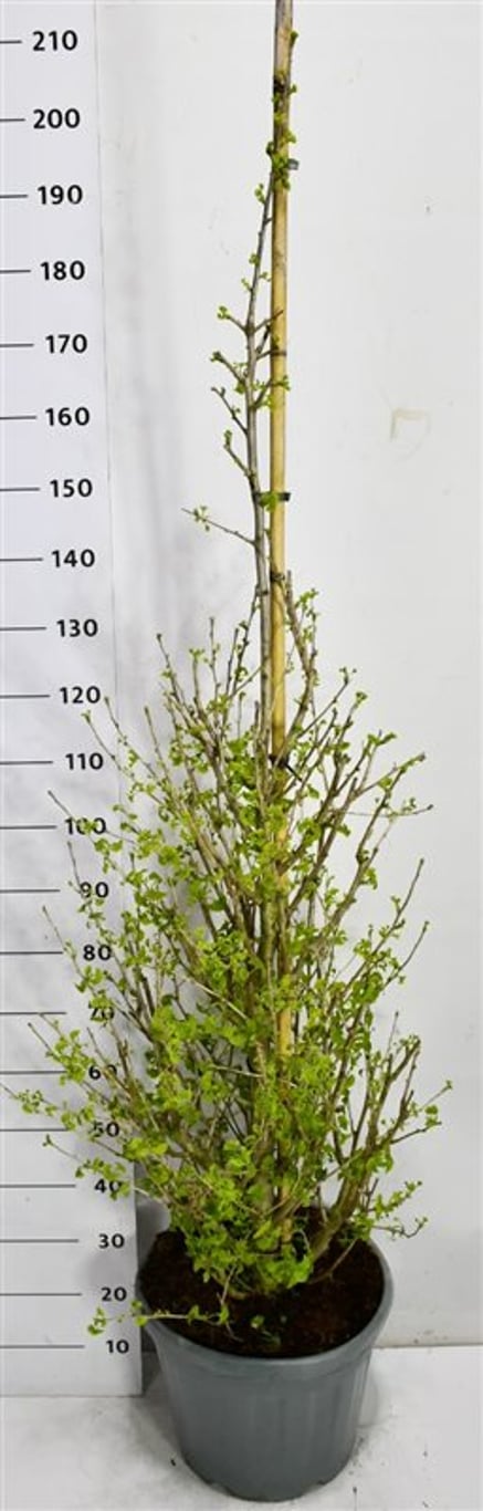 Tempelträd – Ginkgo biloba &