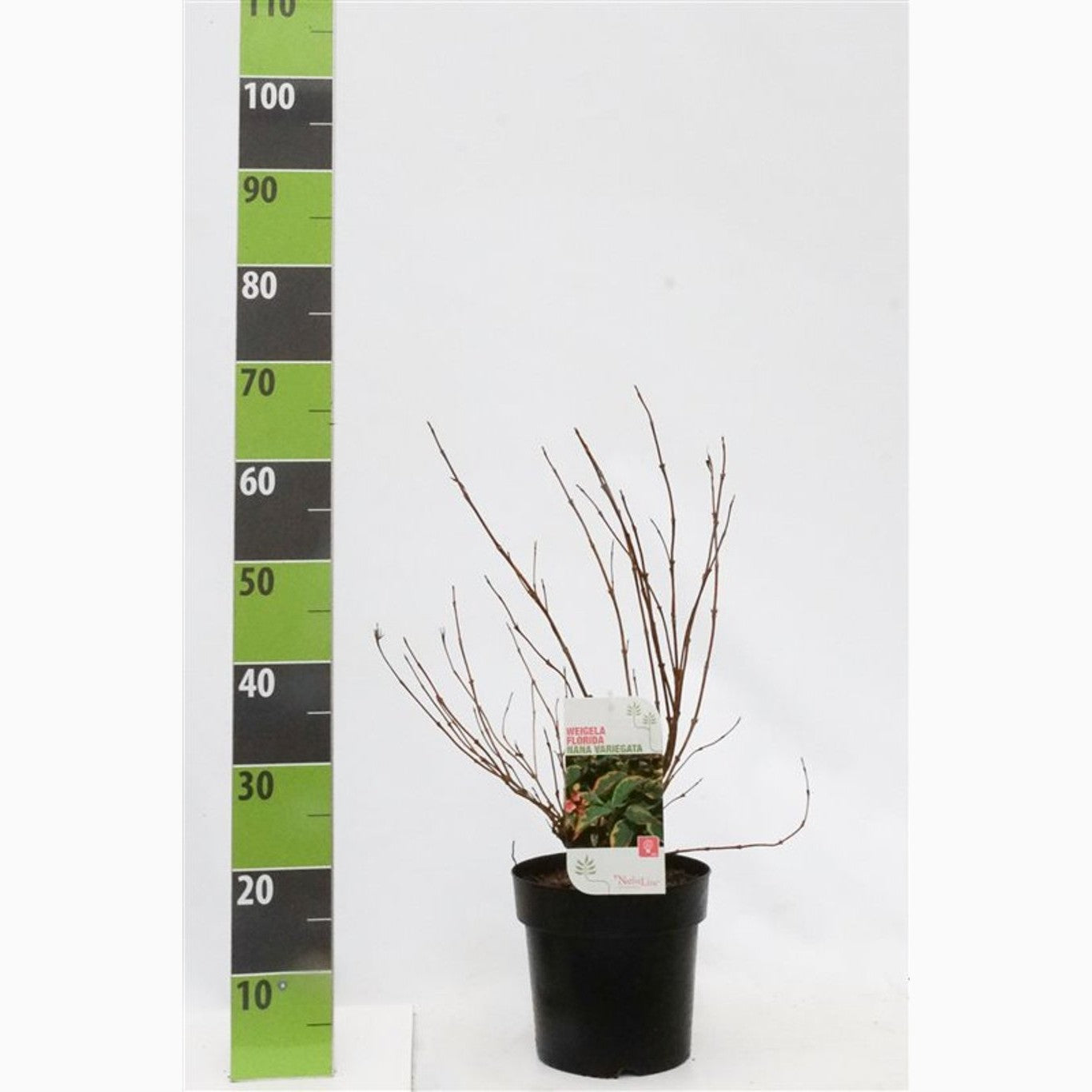 Praktweigela – Weigela 'Nana Variegata' - C4,6 40-60 CM