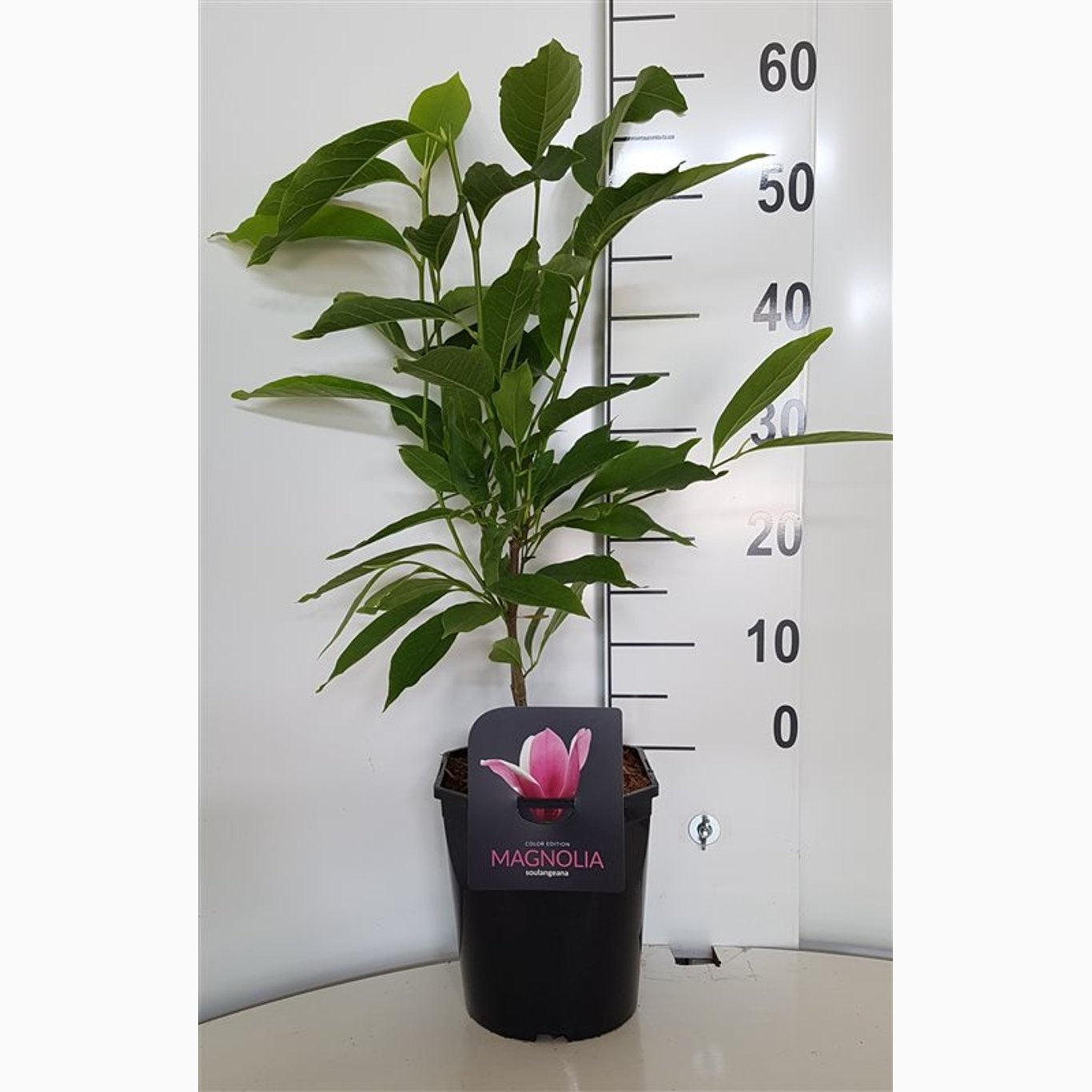 Äpple – Malus 'Snowdrift' - C5 50-60 CM