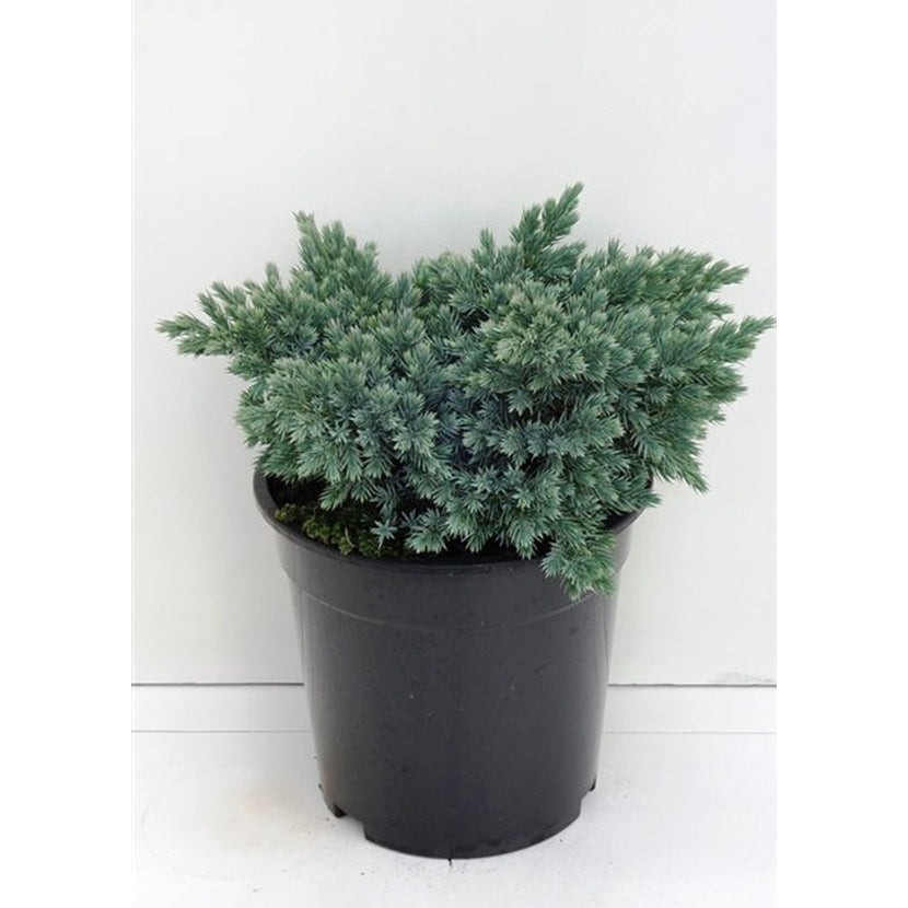 Fjäll-en – Juniperus squamata 'Blue Star' - C3 20-25 CM
