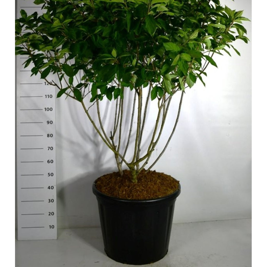 Syrenhortensia – Hydrangea paniculata 'Polar Bear' - C110 125-150 cm. Sol