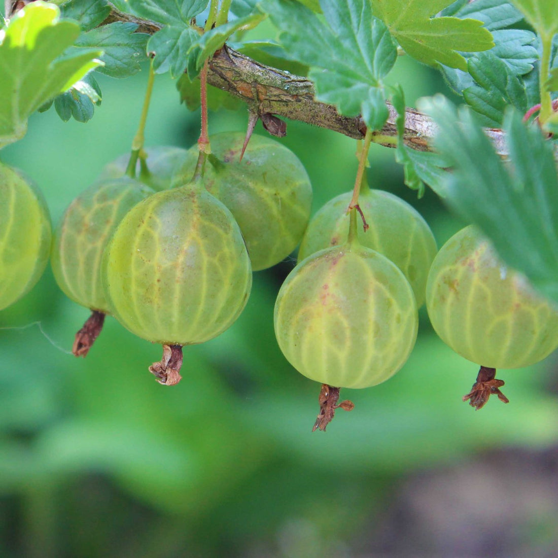 Krusbär – Ribes uva-crispa &