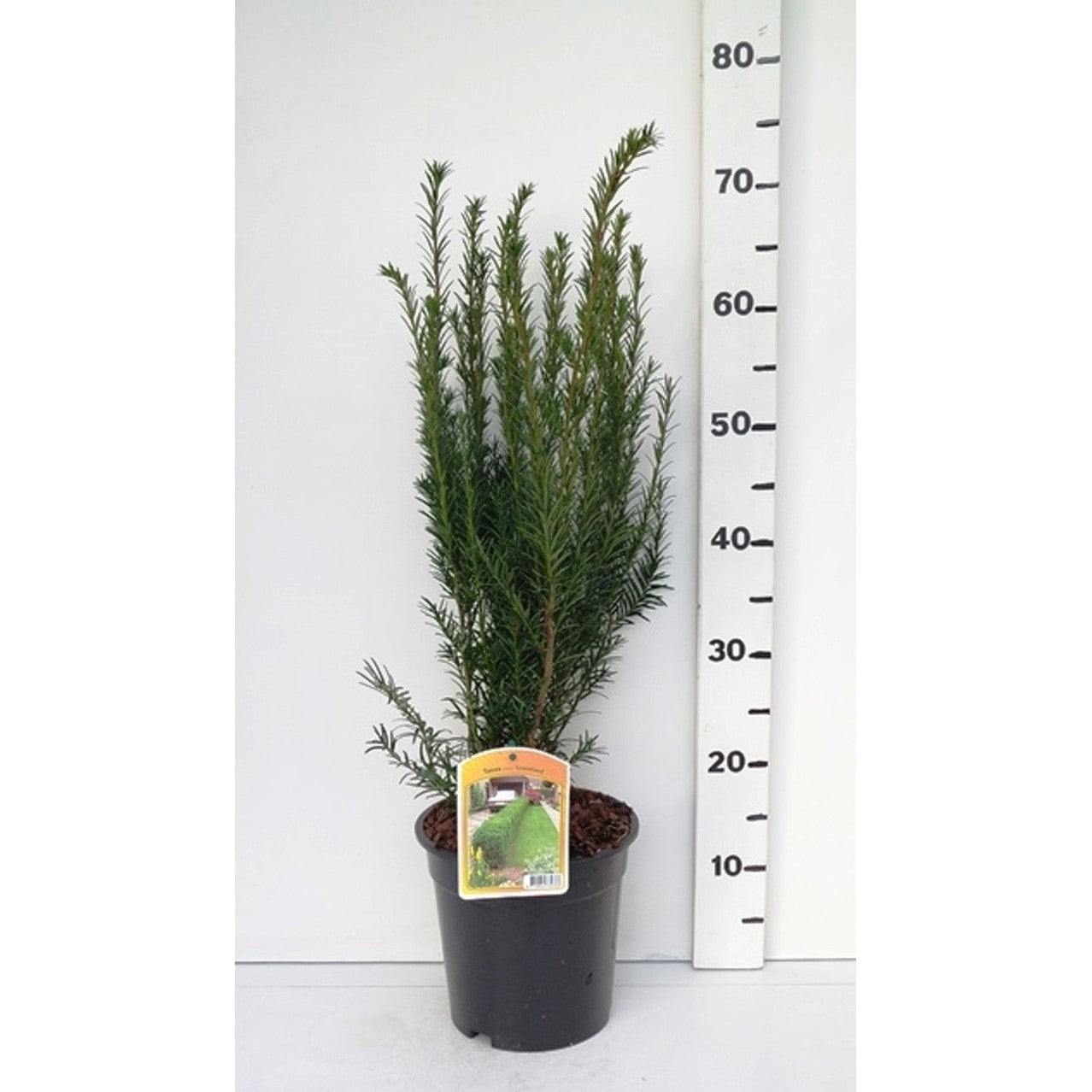 Hybrididegran – Taxus media 'Groenland' - C3 40-50 CM
