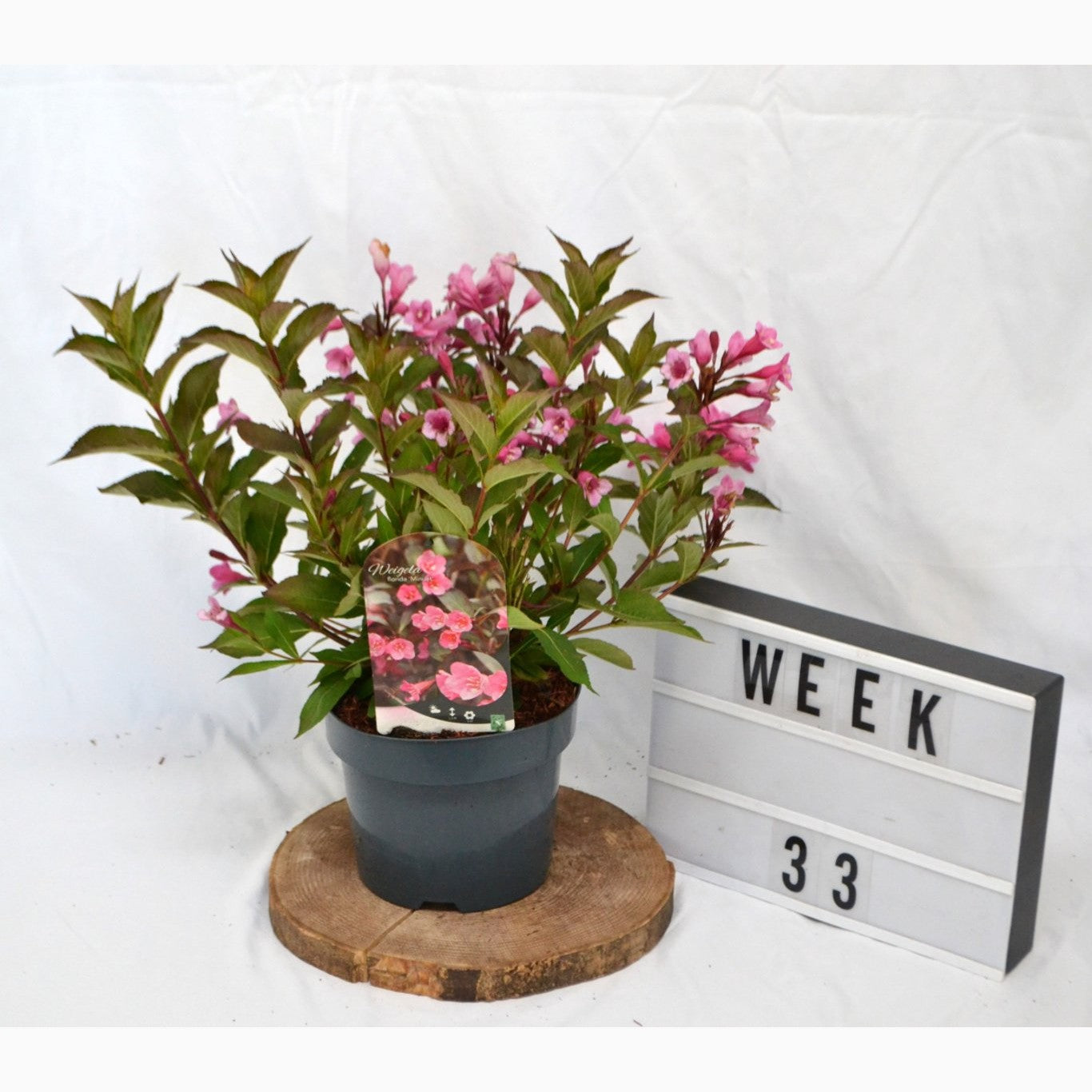 Praktweigela – Weigela 'Minuet' - C3 20-40 CM