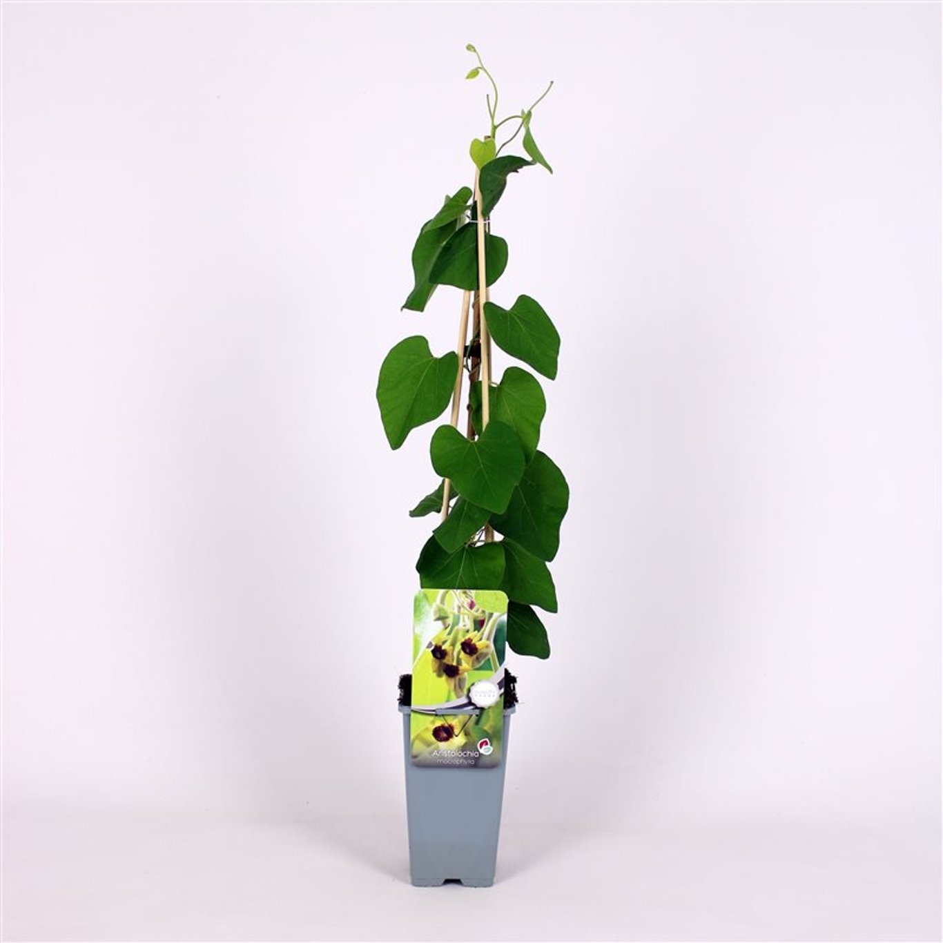 Pipranka – Aristolochia macrophylla - C2 70/+ CM