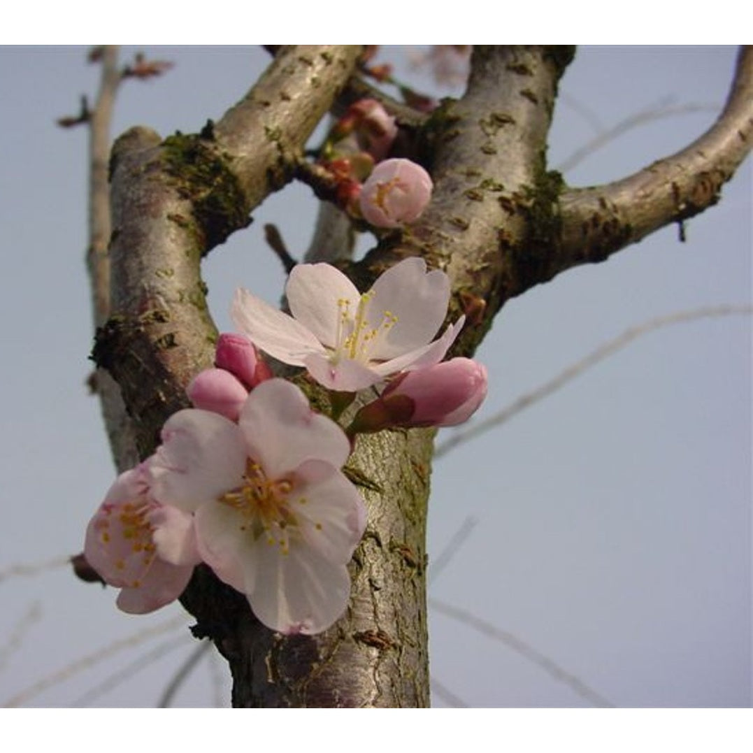 Körsbär – Prunus 'Spire' - 12/14 in Cont HO/ST